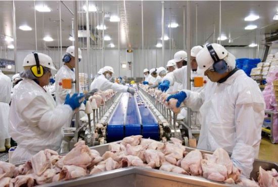 Goiás bate recorde no abate de frangos. O total representa aumento de 6,3% em relação ao trimestre anterior