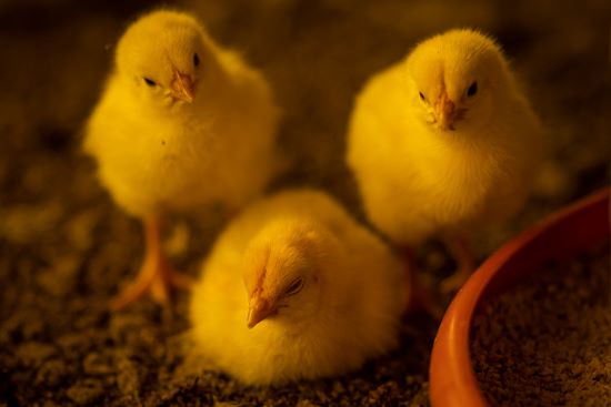 Combate precoce da Doença de Gumboro em aves mitiga prejuízos e aumenta lucratividade