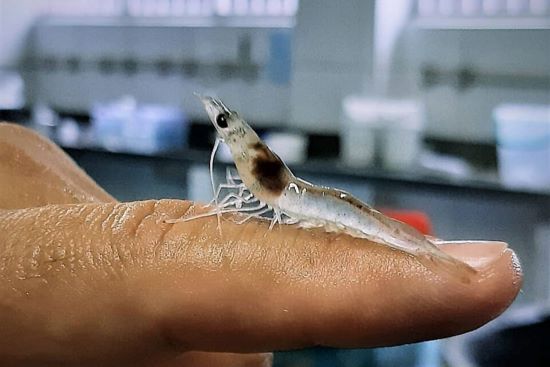 Ensaios de viveiro de camarão branco do Pacífico em água do mar e água de baixa salinidade utilizando um sistema simbiótico