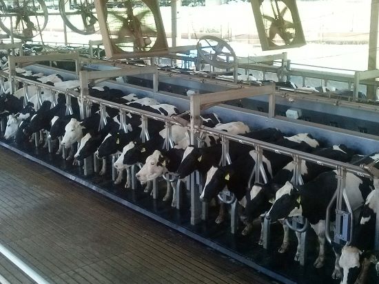 MERCADO DO LEITE - Importação de leite recua, mas balança comercial segue deficitária