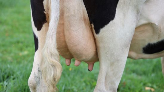Mastite clínica e a importância de identificar seus níveis