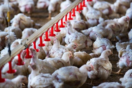 Enterite necrótica pode causar prejuízos de até US$ 2 bi à indústria avícola