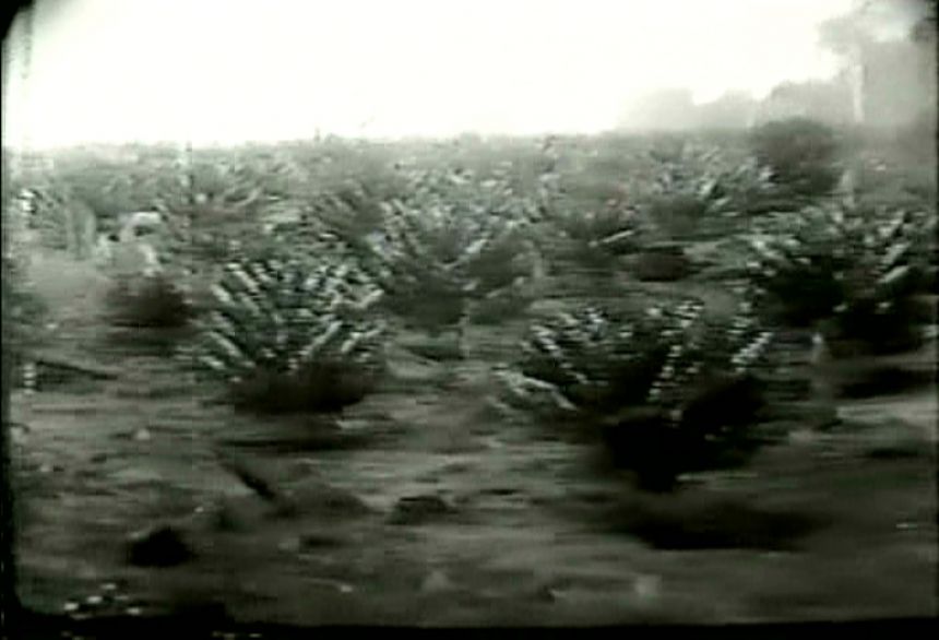 A Colonização